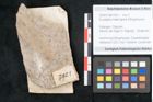 Foto (Objekt + Etikett) von Eucalyptus haeringiana Ettingshausen (NHMW-GEO-2024-0188-7921)